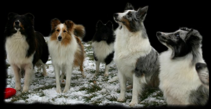 Lakeshire Shelties