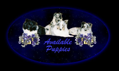 Lakeshire Shelties